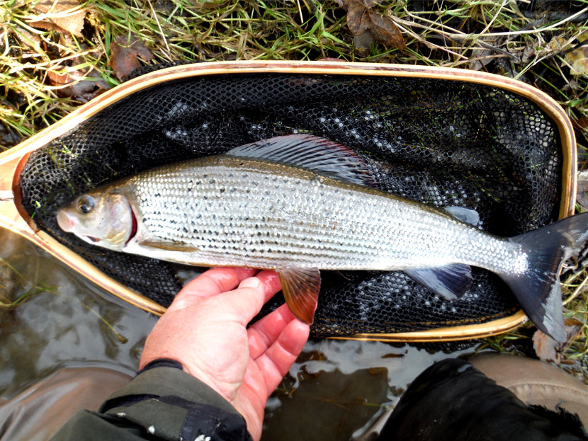 Late autumn grayling